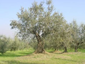 Poggio Berni - Azienda Agricola Barducci Giuliano