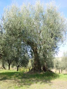 Montescudo - Azienda Agricola Conti Enrico 