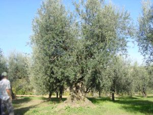 Montescudo - Azienda Agricola Conti Enrico 