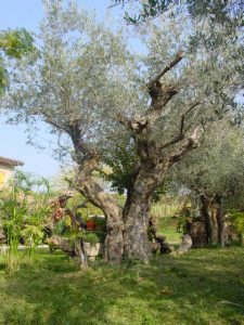 Longiano - Azienda Agricola Brigliadori PietroLongiano - Azienda Agricola Brigliadori Pietro