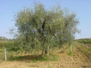 Longiano - Azienda Agricola Brigliadori Pietro