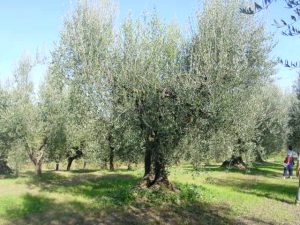 Montescudo - Azienda Agricola Conti Enrico