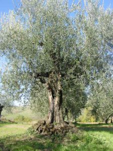 Montescudo - Azienda Agricola Conti Enrico 