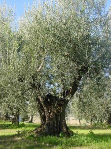 Montescudo - Azienda Agricola Conti Enrico