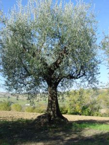 Montescudo - Azienda Agricola Conti Enrico 