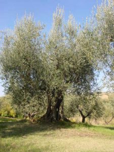 Montescudo - Azienda Agricola Conti Enrico