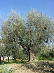 Montescudo - Azienda Agricola Conti Enrico