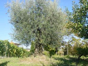 Montescudo - Azienda Agricola Conti Enrico 