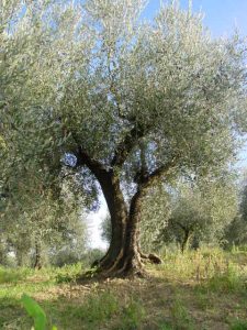 Rimini - Azienda Agricola Gabrielli Venerina 