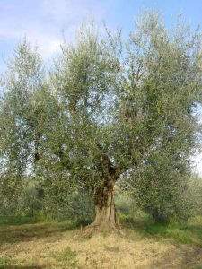 Rimini - Azienda Agricola Gabrielli Venerina 