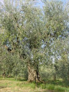 Rimini - Azienda Agricola Gabrielli Venerina 