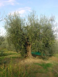 Rimini - Azienda Agricola Gabrielli Venerina 