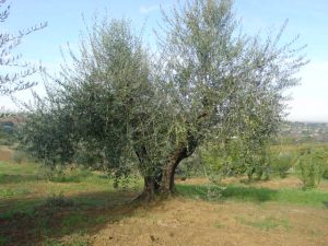 Rimini - Azienda Agricola Gabrielli Venerina 