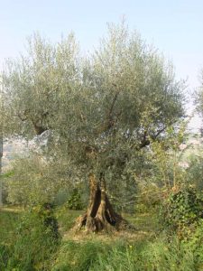 Longiano - Azienda Agricola Baldazzi Denis