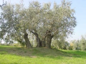 Poggio Berni - Azienda Agricola Barducci Giuliano 