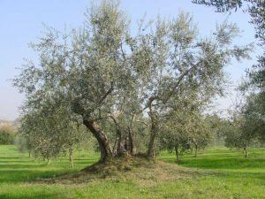 Poggio Berni - Azienda Agricola Barducci Giuliano 