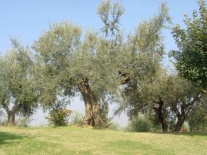 Poggio Berni - Azienda Agricola Barducci Giuliano 