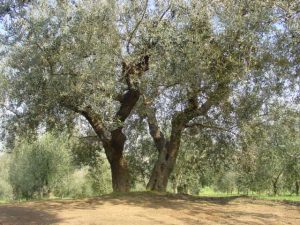 Poggio Berni - Azienda Agricola Barducci Giuliano