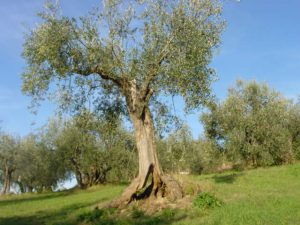 Saludecio - Azienda Agricola Calesini Amato