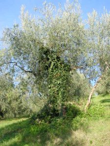 Saludecio - Azienda Agricola Calesini Amato 