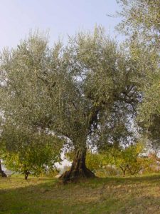 Longiano - Azienda Agricola Baldazzi Denis 