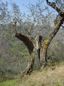 Saludecio - Azienda Agricola Calesini Amato 