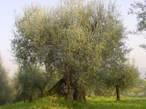 Roncofreddo - Azienda Agricola Baldiserri Davide 