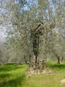 Saludecio - Azienda Agricola Calesini Amato