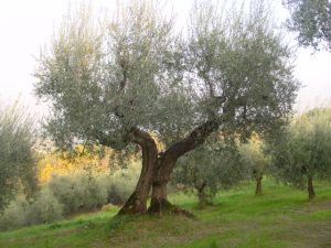 Roncofreddo - Azienda Agricola Baldiserri Davide