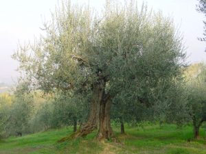 Roncofreddo - Azienda Agricola Baldiserri Davide