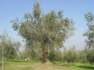 Poggio Berni - Azienda Agricola Barducci Giuliano