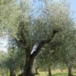 Montescudo - Azienda Agricola Conti Enrico