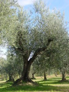 Montescudo - Azienda Agricola Conti Enrico 