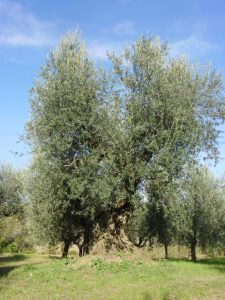 Montescudo - Azienda Agricola Conti Enrico 