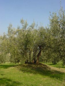 Poggio Berni - Azienda Agricola Barducci Giuliano 