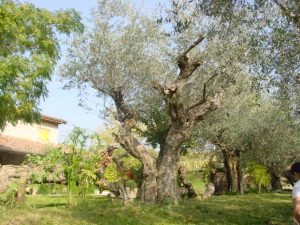 Longiano - Azienda Agricola Brigliadori Pietro