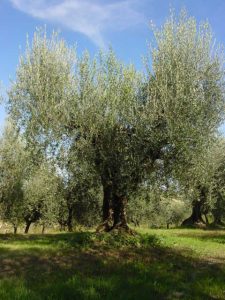 Montescudo - Azienda Agricola Conti Enrico