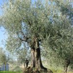 Montescudo - Azienda Agricola Conti Enrico