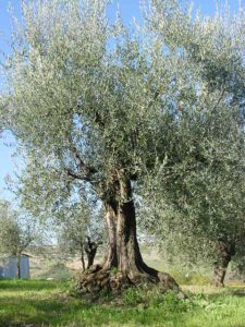 Montescudo - Azienda Agricola Conti Enrico 