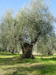 Montescudo - Azienda Agricola Conti Enrico