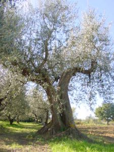 Montescudo - Azienda Agricola Conti Enrico 