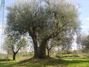 Montescudo - Azienda Agricola Conti Enrico