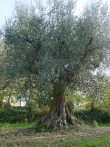 Longiano - Azienda Agricola Baldazzi Denis