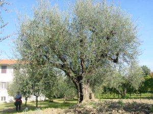 Montescudo - Azienda Agricola Conti Enrico