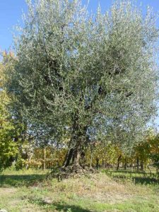 Montescudo - Azienda Agricola Conti Enrico 