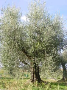 Rimini - Azienda Agricola Gabrielli Venerina 