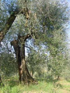 Rimini - Azienda Agricola Gabrielli Venerina