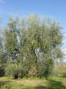 Rimini - Azienda Agricola Gabrielli Venerina 