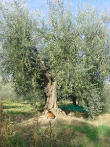 Rimini - Azienda Agricola Gabrielli Venerina 