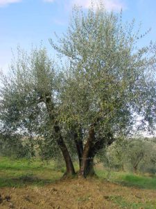 Rimini - Azienda Agricola Gabrielli Venerina 